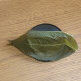 長命寺の桜餅｜三枚の葉に包まれた、江戸の春